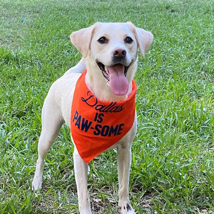 Happy dog wearing the Dallas Is Pawsome Dog Bandana in orange, smiling while standing in a grassy area. This adorable accessory represents a delightful Texas themed gift, fitting into Texas Made Gifts, perfect for souvenirs from Texas and a charming dallas souvenir or texan gift.