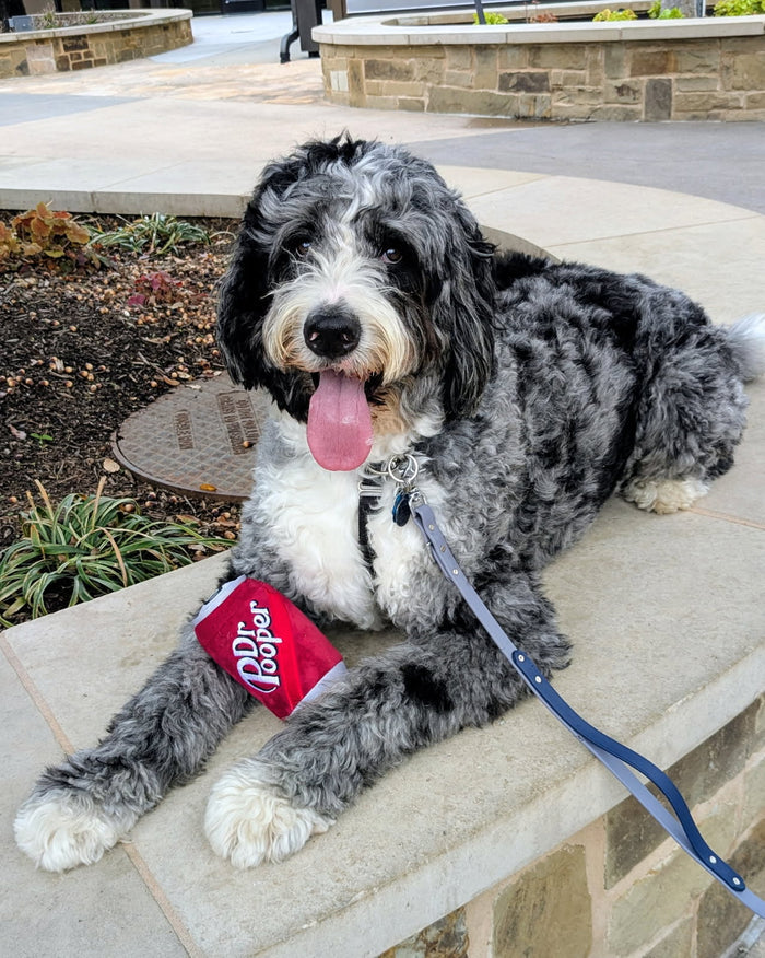 Dr. Pooper Dog Toy
