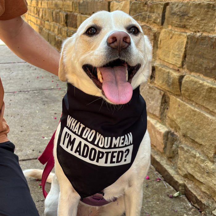 A happy dog wearing a black bandana that says 'What Do You Mean I'm Adopted?' while sitting outdoors. This adorable accessory serves as a Texas Made gift, great for anyone looking for unique Dallas souvenirs and Texan gifts that celebrate furry friends.